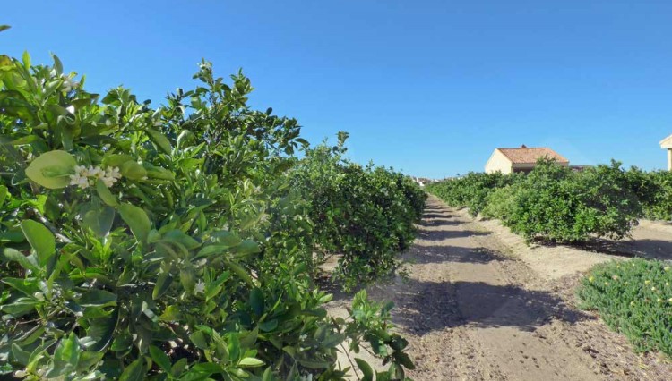 citrus fields large finca in daya nueva