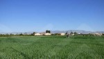 amazing fields with large finca in daya nueva