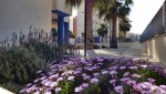blomster utenfor leilighet i guardamar